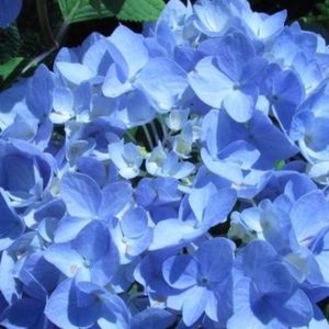 Meet your Posher, Jane